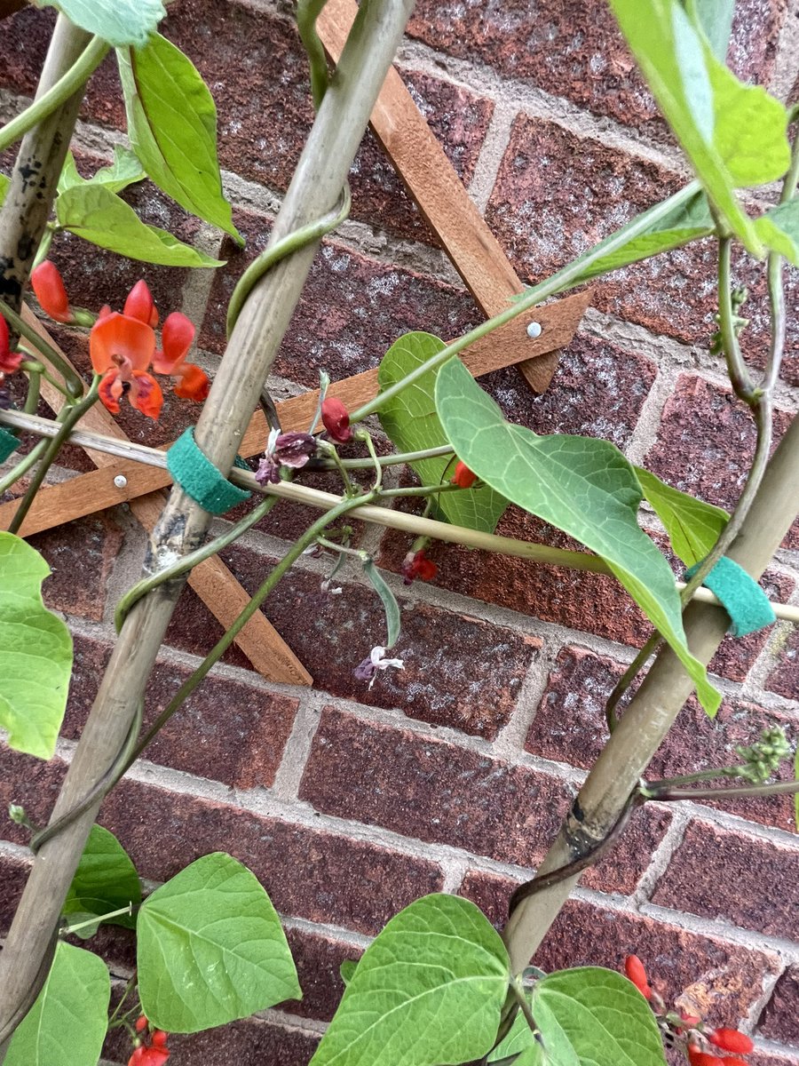 LindyLindop's tweet photo. @OPA_LG @OPALG_3H….runner bean diary - week 11🏃🏻🫘…..we’re aiming high now!!! 🪜Class 3H - do you think the runner beans will grow to the top of the garage….👍🏻 or 👎🏻??? https://t.co/zkzPmjn2C6