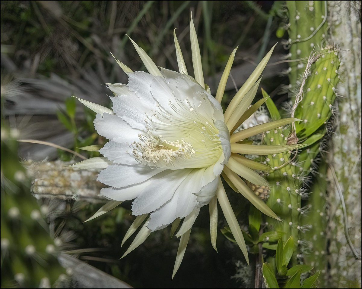 CPCplants's tweet image. Meet the Aboriginal Prickly-apple (Harrisia aboriginum) — a critically imperiled Florida endemic &amp;amp; target species of the #FloridaPlantRescue. 🌱 Learn more about this important collaboration at 🔗 SavePlants.org/florida-plant-…

#NativeFlora #SavePlants #CenterforPlantConservation