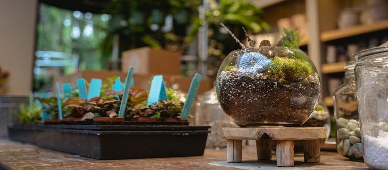 Celebrate World Rainforest Day with a Hands-On Terrarium Workshop!

Tickets available via the link below:
buff.ly/oFfpx2q
