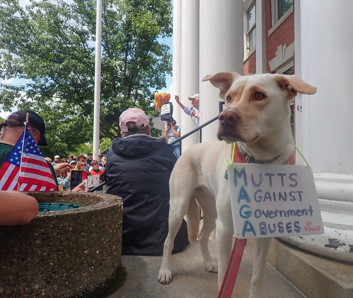 Vermont Paddle Pups tweet media