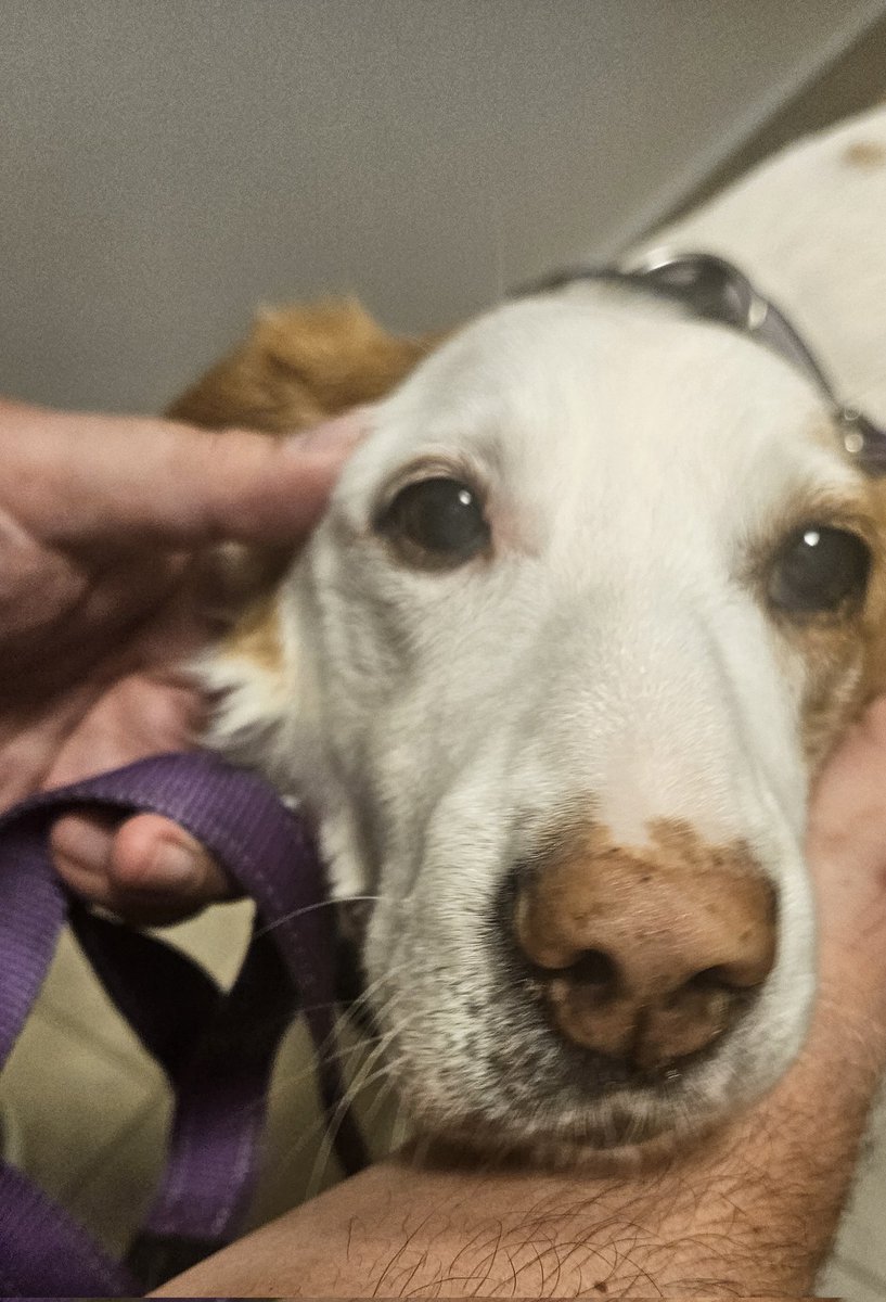 CanadianBlackBear🇨🇦 (CanadianPenny🌈) tweet media