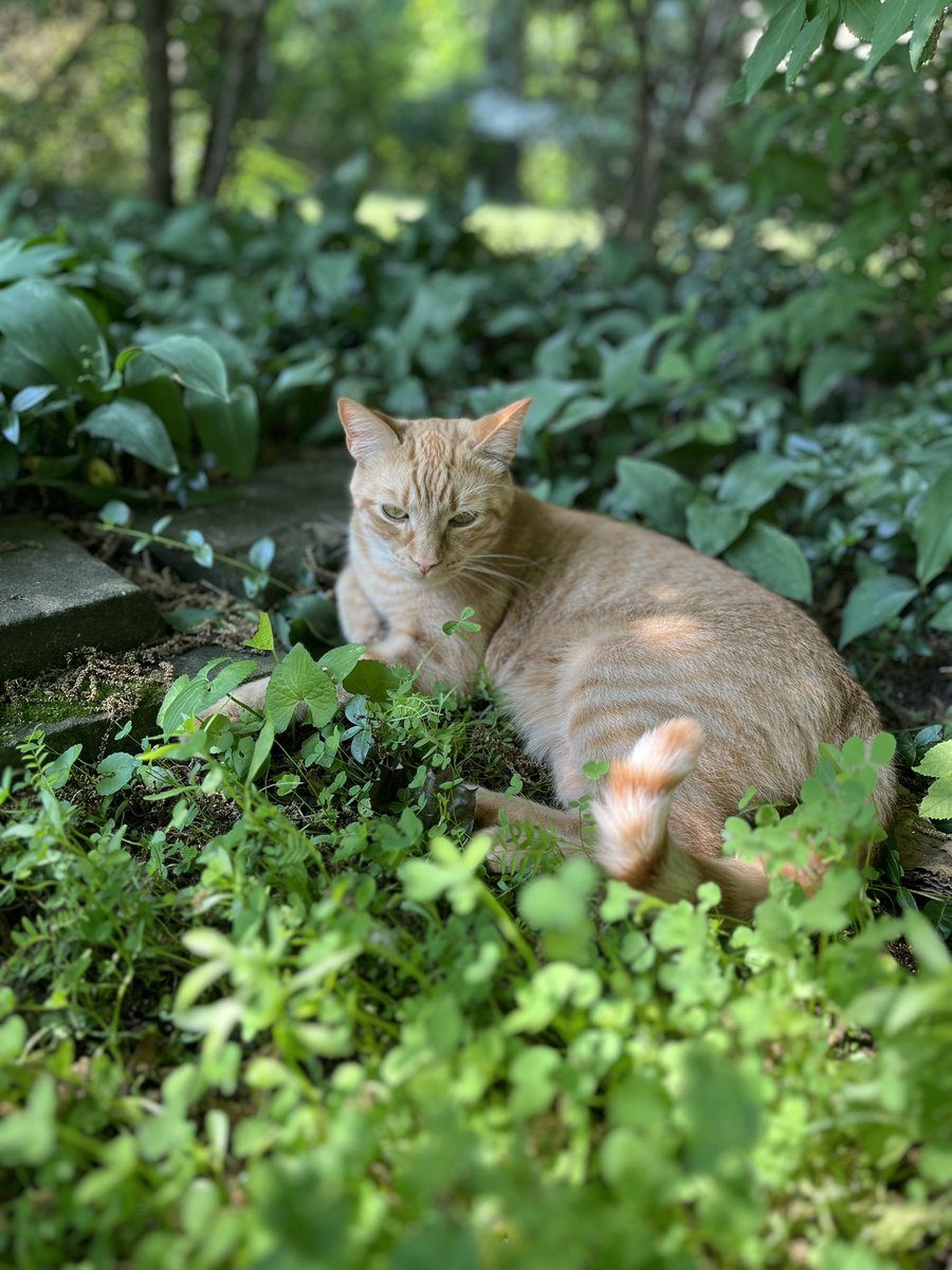 Ruflesscat's tweet image. Happy Fathers Day to all the Fathers giving their all to raise their kids. Dad’s are a cornerstone to shaping our youth and I appreciate you being there for your kids. 

Here’s my fur baby 🐱