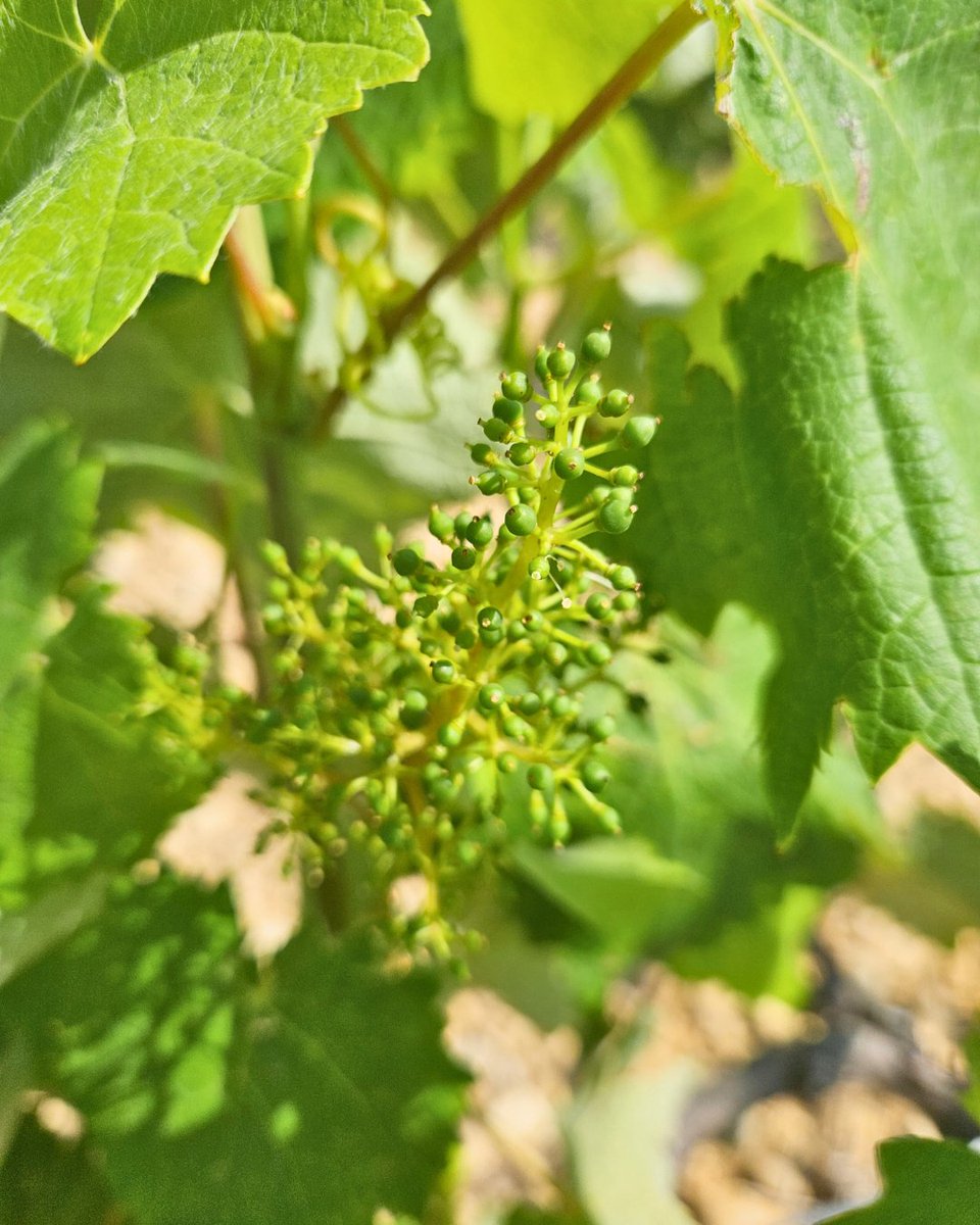 🍇 Après la floraison, place à la formation des baies.
🇬🇧 🍇 After flowering, berries begin to form.

#Vitipeps #plantdevigne #pepiniereviticole #plantsdevigne #plantfrancais #agriculturefrançaise #madeinfrance #viticulteur #vinfrançais #Vineplant #frenchvineplant #vinenursery