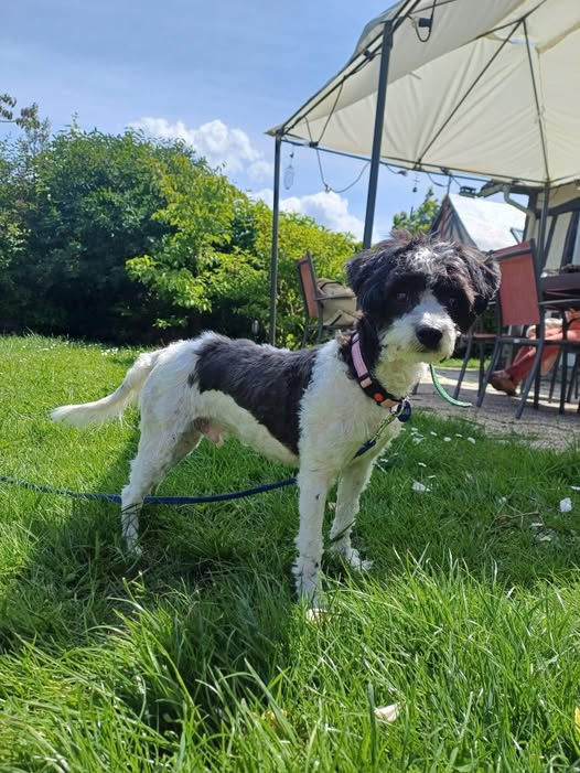 SAMY,  perdu à #Étretat lundi dernier, voir les nombreux posts pour lui un peu  plus bas. 
MERCI à tous ceux qui continuent à partager, à en parler, à  chercher de solutions.

facebook.com/photo/?fbid=11…