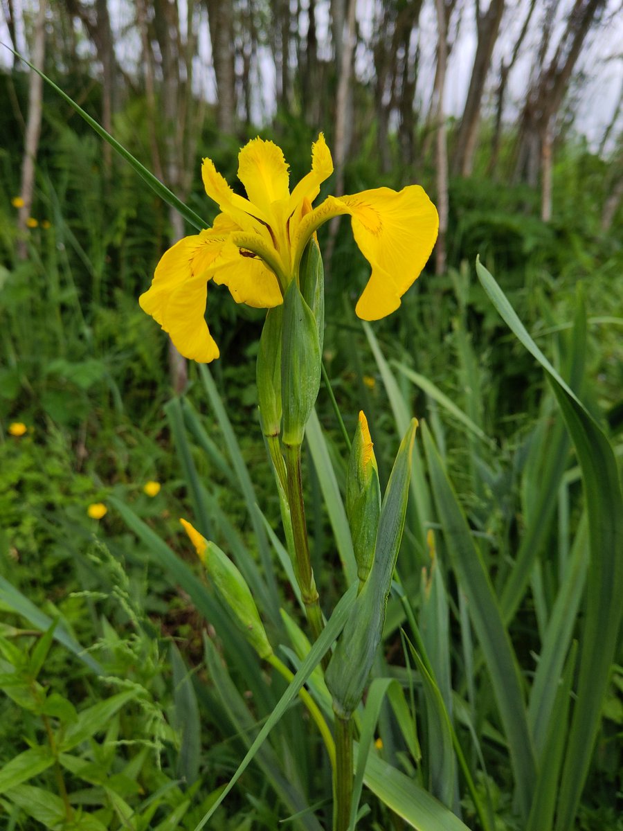 Rogart: Looking to the west across the hay park which is rippling in the wind. The sky is threatening rain. I found the reason why I've only had about 4 eggs in the last 2 days. Every day is a game of hide &amp; seek (dratted birds).  In the big ditch, yellow flag iris is flowering.
