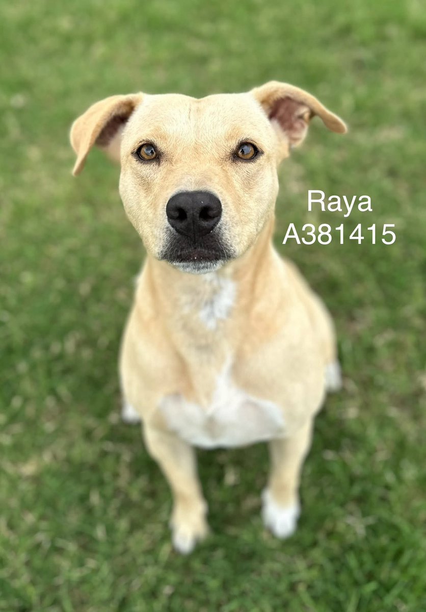 LisaBrabson's tweet image. RAYA #A381415 1yo
ISN'T SHE STUNNING!
She is a golden haired beauty,such beautiful eyes!
Worthless owners move away &amp;amp; leave her😭
Gentle little angel,so full of love,easy going wonderful personality!
PLZ #ADOPT #FOSTER OR #PLEDGE FOR RESCUE 🛟#CorpusChristi
RUNNING OUT OF TIME⏳