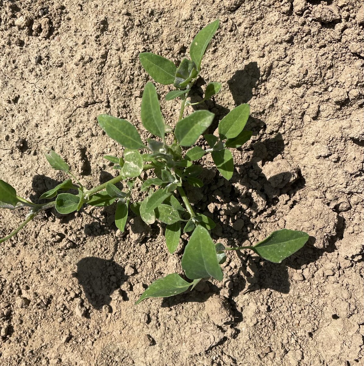 Fachleute gefragt: Dieses Unkraut („Ackerbegleitflora“) finden wir in diesem Jahr erstmals in einem unserer Zuckerrübenfeldern. Was ist das?