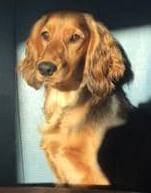 MissingPetsGB's tweet image. SOPHIE IS A VICTIM OF  #THEFTBYFINDING

SOPHIE vanished in Brentford, nr Boston Manor Park on 4 February 2019

She has elderly owners who have no idea if their girl is even alive😔

Substantial REWARD for information leading to safe return of Sophie to her family #stolendoghour