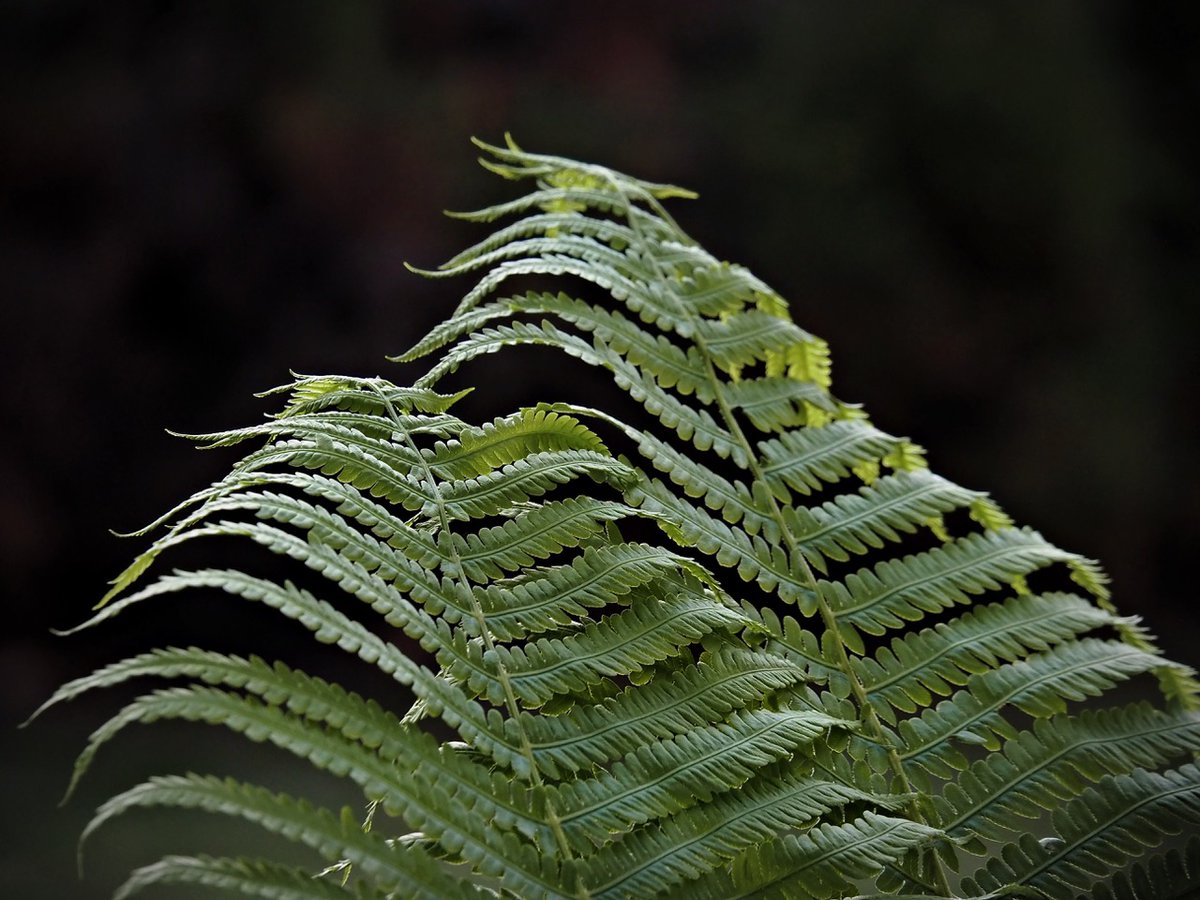 PEKHTography's tweet photo. 🌱 Ferns survive since the Jurassic—talk about plant immortality! #TimelessNature
#Fern #Frond #Plant #Nature #Green #Leaves #Botany #Wildlife #Garden #Leaf #Flora #Growth https://t.co/FzkOUw6HUU