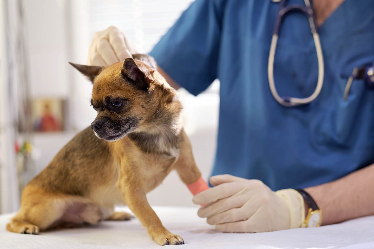 Uitdroging is levensgevaarlijk en vaak de doodsoorzaak bij ernstige aandoeningen zoals shock of maagdraaiing. Dierenarts Piet Hellemans geeft advies in het Vakblad Dierenhulpverlening. Lees meer 👉 tinyurl.com/5y53vwcs