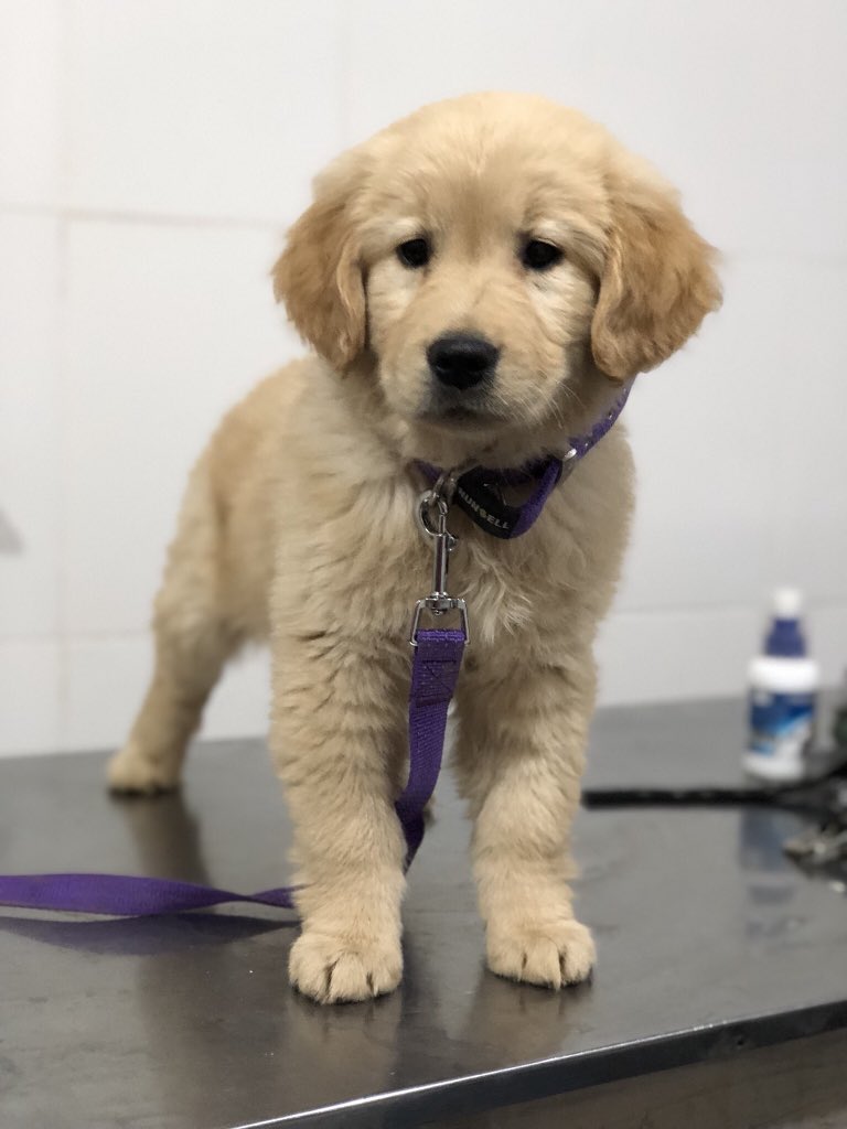 New 🐶 Pet #MeetSkippy #doggy #dogday #Dog #Queensland #Melbourne #lgs2025 #LYKN #MARK #Temblor