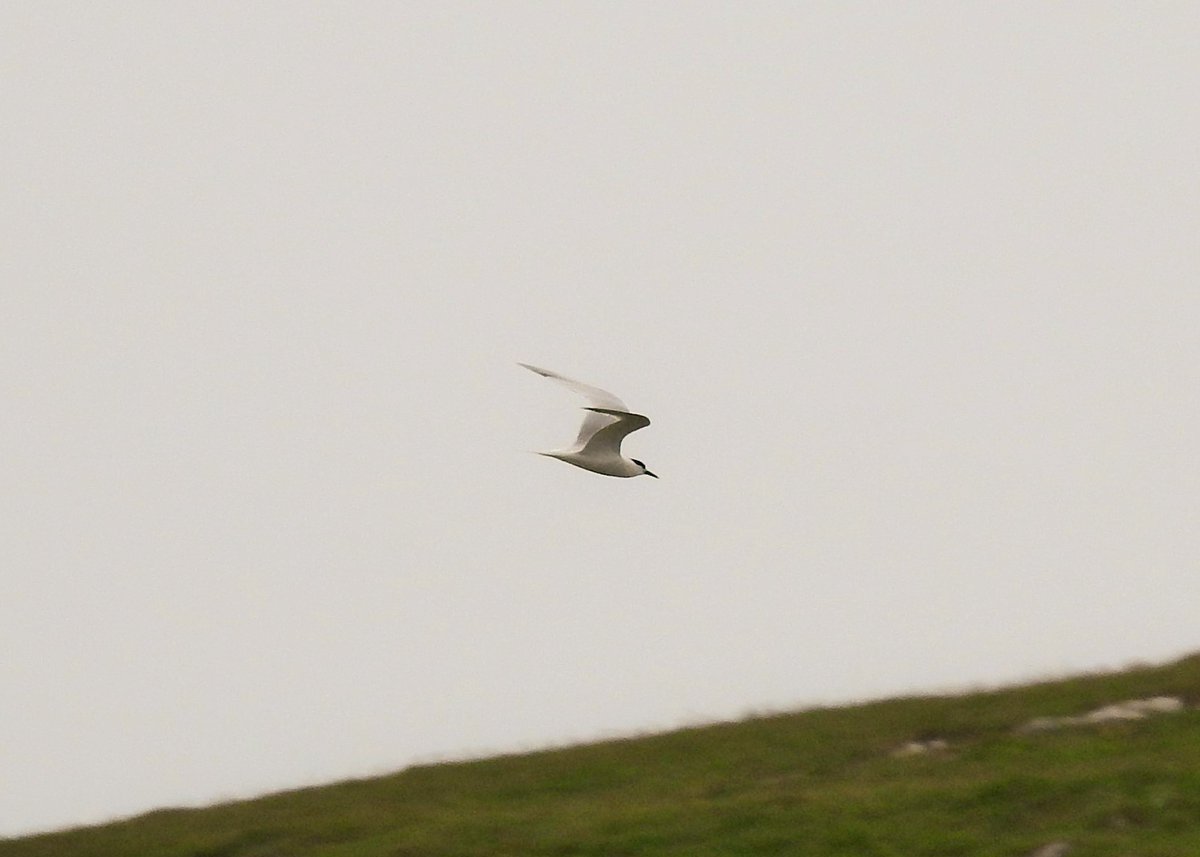 Sandwich Tern heading south past Cleat this evening. We get a few on Barra in early spring and again in late summer/early autumn but don't often see one in June.