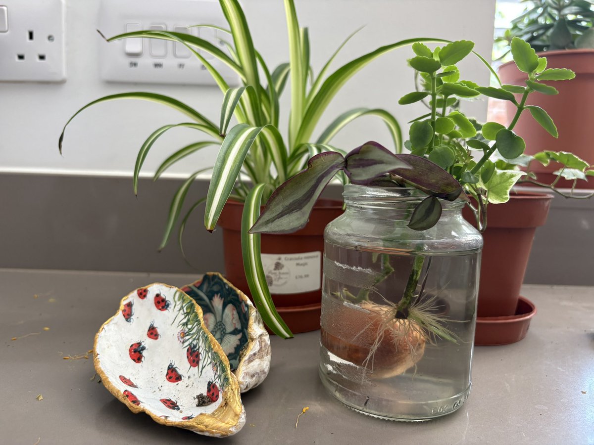 Two weeks ago I planted up some tiny houseplants and then had to leave home and now i wondering if they’ll be ok. House plants are like children😂