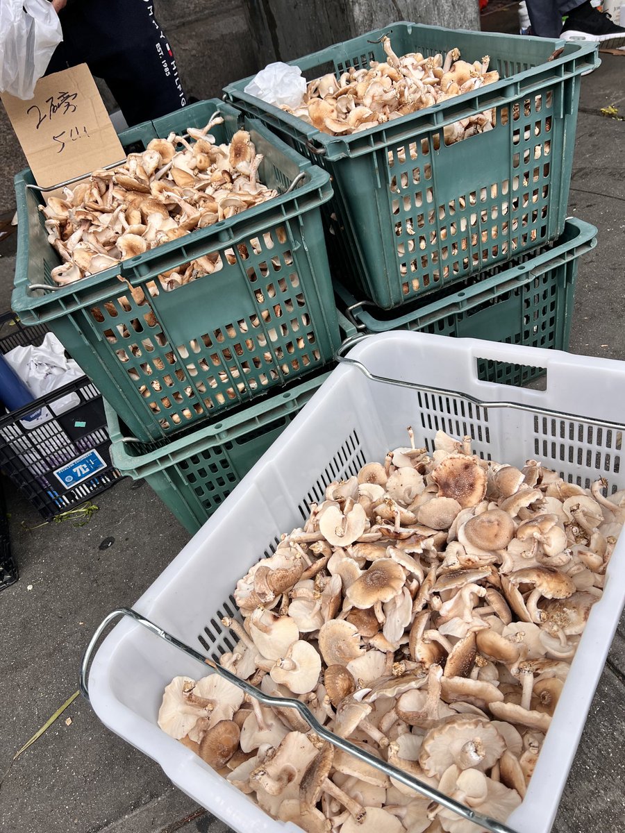 RobertiLax's tweet image. Beautiful mushrooms for sale right now at the informal fruit and vegetable market on Market Street (on the east side of the Manhattan bridge entrance between Canal&Division Streets) Chinatown, Manhattan. 2lbs for $5!!