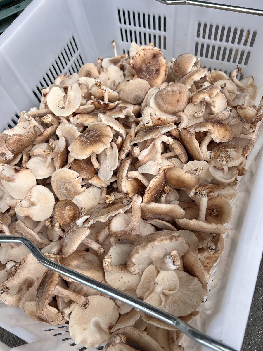 RobertiLax's tweet image. Beautiful mushrooms for sale right now at the informal fruit and vegetable market on Market Street (on the east side of the Manhattan bridge entrance between Canal&Division Streets) Chinatown, Manhattan. 2lbs for $5!!