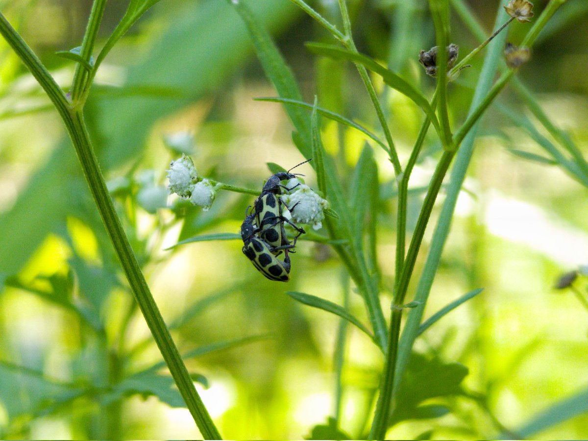 robowillian's tweet photo. Photo Motorola Edge 50 Ultra 📷 
⚙️ Ultra wide 50mp 0,5 x
#motofoto #Edge50Ultra #Macro #raw #nature https://t.co/1ALZo7kR6j