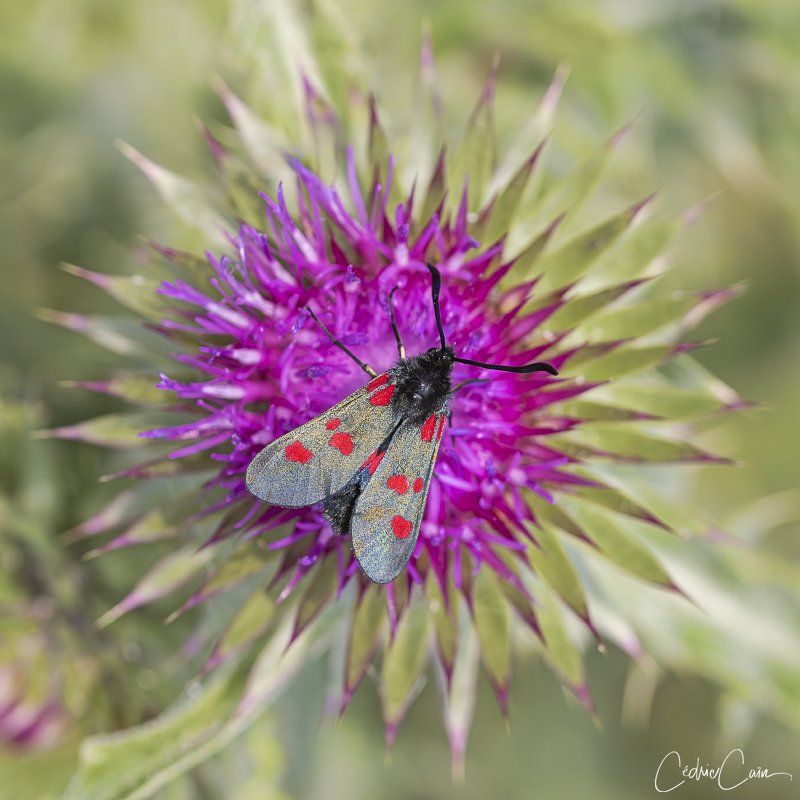 cain_cedric's tweet image. Actuellement très présente sur Ouessant, surtout sur le littoral voici  La Zygène du trèfle, (Zygaena trifolii).
#ouessant #iledouessant #iroise #cedriccain #lumieresdouessant #papillon #buterfly #zygenedutrefle  #zygaenatrifolii