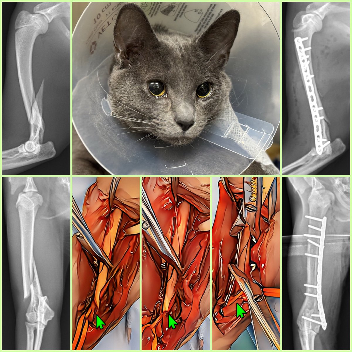 Dr. Karen Perry DECVS MSc Vet Ed tweet media