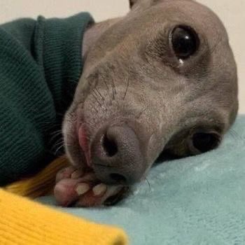 23년에도 24년에도 25년에도 브랜뉴 말아주기를 혼자 떠드는중 ㅇㅖ..
그치만 누구보다 잘 어울릴듯해서 보고싶ㄹ음