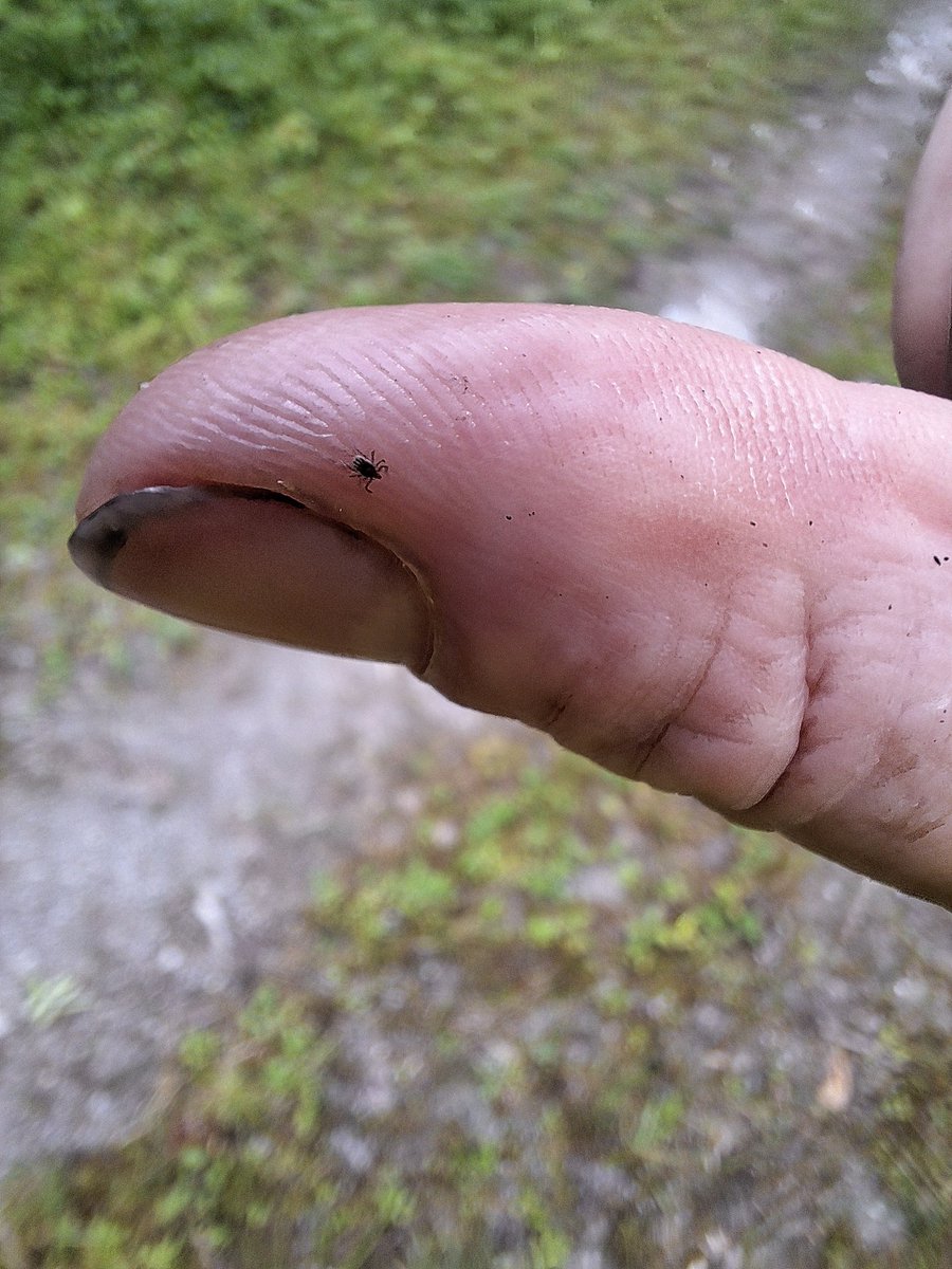 the-smiling-smithy tweet media