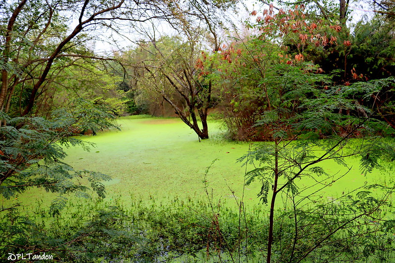 🔇A silent #BiodiversityLoss threatens the planet: An international study introduces the concept of dark biodiversity.

The greater the human pressure, the lower the ability of the system to proliferate.

Read the news: tinyurl.com/4wwnwnrn