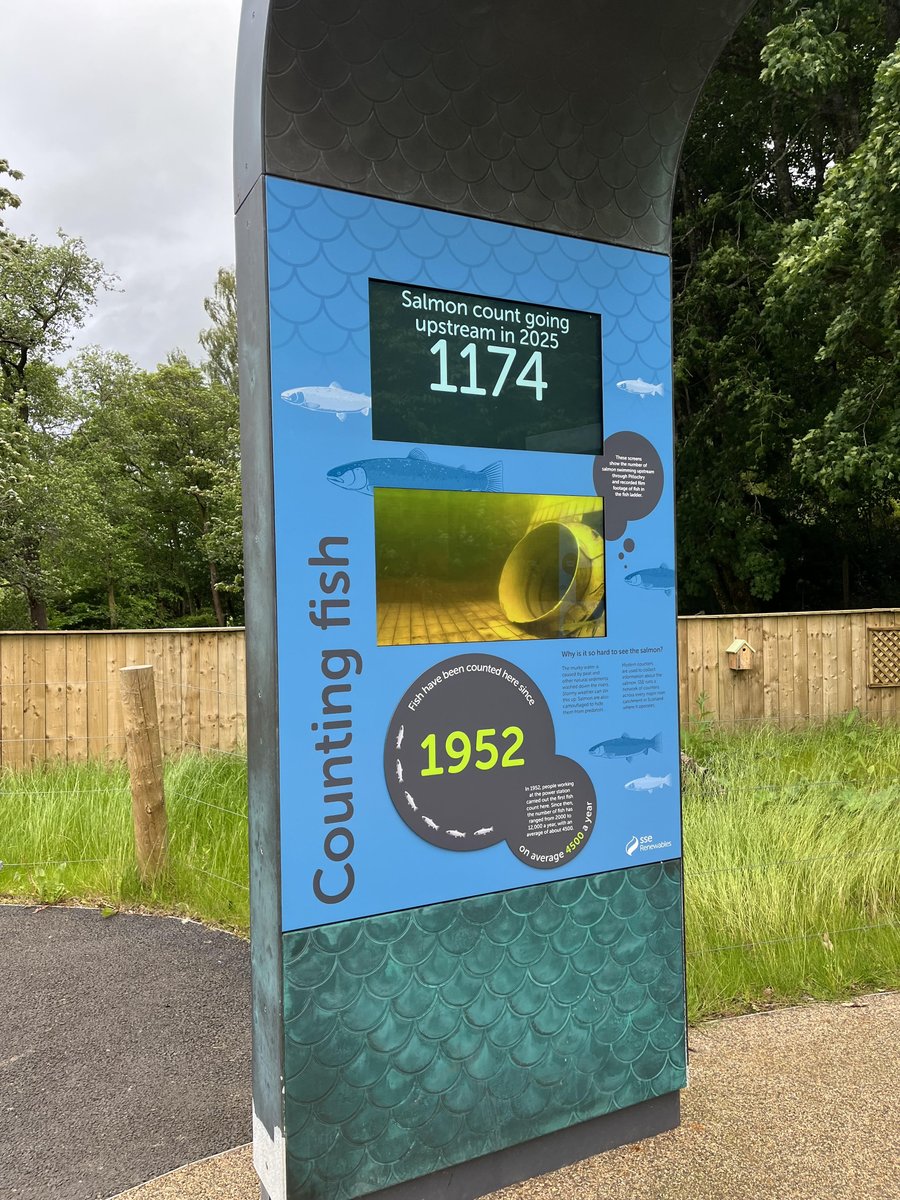 Ladder Count 1174
Water temp 61F (16.1C)
Sunday    15/6/25   17:32  BST