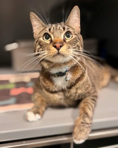 Chibby loves posing for the camera. He knows the second you pull your phone out and is instantly showing off his moves! 🕺📸

Chibby loves pets and hanging out by your side - he has lived with kids before and enjoyed having human siblings!