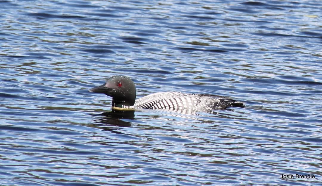 josie brendle tweet media