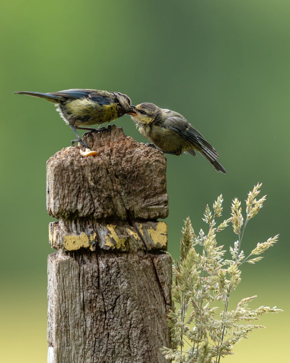 RSPB (@natures_voice) on Twitter photo Feeding time with fledglings...
Have you enjoyed the outdoors this weekend?
Share your snaps and stories with us. 💚
📷 <a href="/Paul__Browning_/">Paul Browning Photography</a> Feeding time with fledglings...
Have you enjoyed the outdoors this weekend?
Share your snaps and stories with us. 💚
📷 <a href="/Paul__Browning_/">Paul Browning Photography</a>