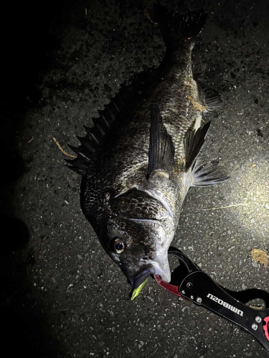 pyonpyonwt's tweet image. 2枚追加