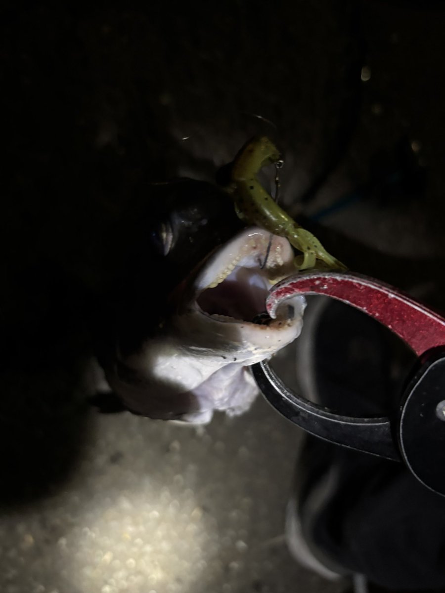 pyonpyonwt's tweet image. 2枚追加