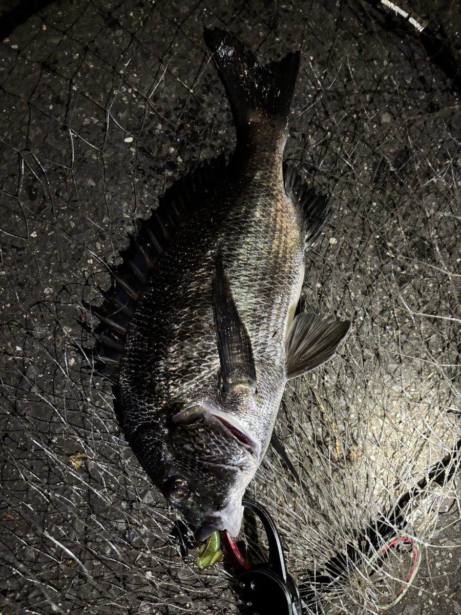 pyonpyonwt's tweet image. 2枚追加