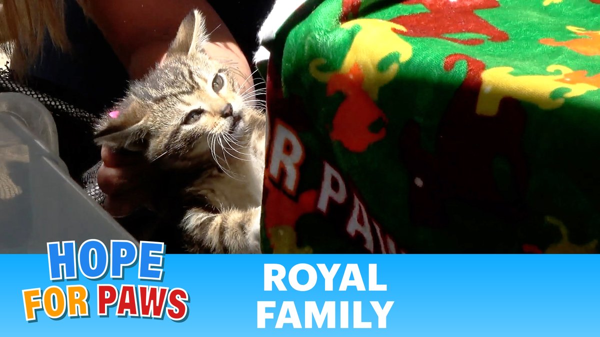 Happy Father's Day!!! The dad in this video handled this situation really well 😅: hopeforpaws.org/campaigns/seve… 
Once you click, the video is at the bottom of the page. #FathersDay #Cat #kittens