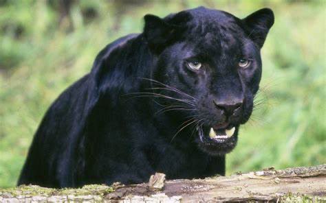 NPPanthersONE's tweet image. Happy Father’s Day to all the Panther Dads out there! #GoPanthers