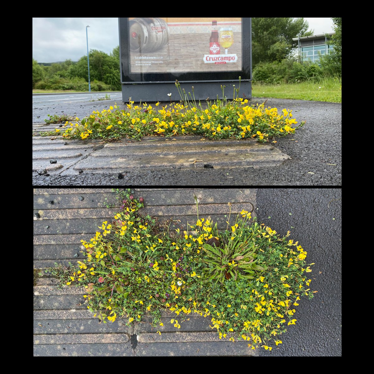 Steve Parsons ๐ (@stevepa46290725) on Twitter photo Reprising last weekโs pea family challenge, for this weekโs #Wildflowerhour #UrbanPlants challenge! Again back to my favourite Port Talbot bus stop. <a href="/wildflower_hour/">wildflowerhour</a> Reprising last weekโs pea family challenge, for this weekโs #Wildflowerhour #UrbanPlants challenge! Again back to my favourite Port Talbot bus stop. <a href="/wildflower_hour/">wildflowerhour</a>