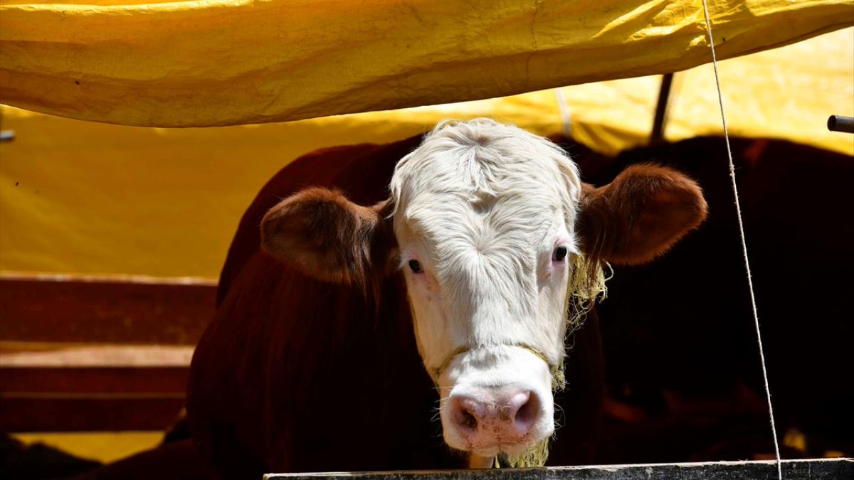 turktimecom's tweet image. Kurban Bayramı'nda kesilen hayvan sayısı şaşırttı 
tinyurl.com/yc49zwjb

#KurbanBayramı