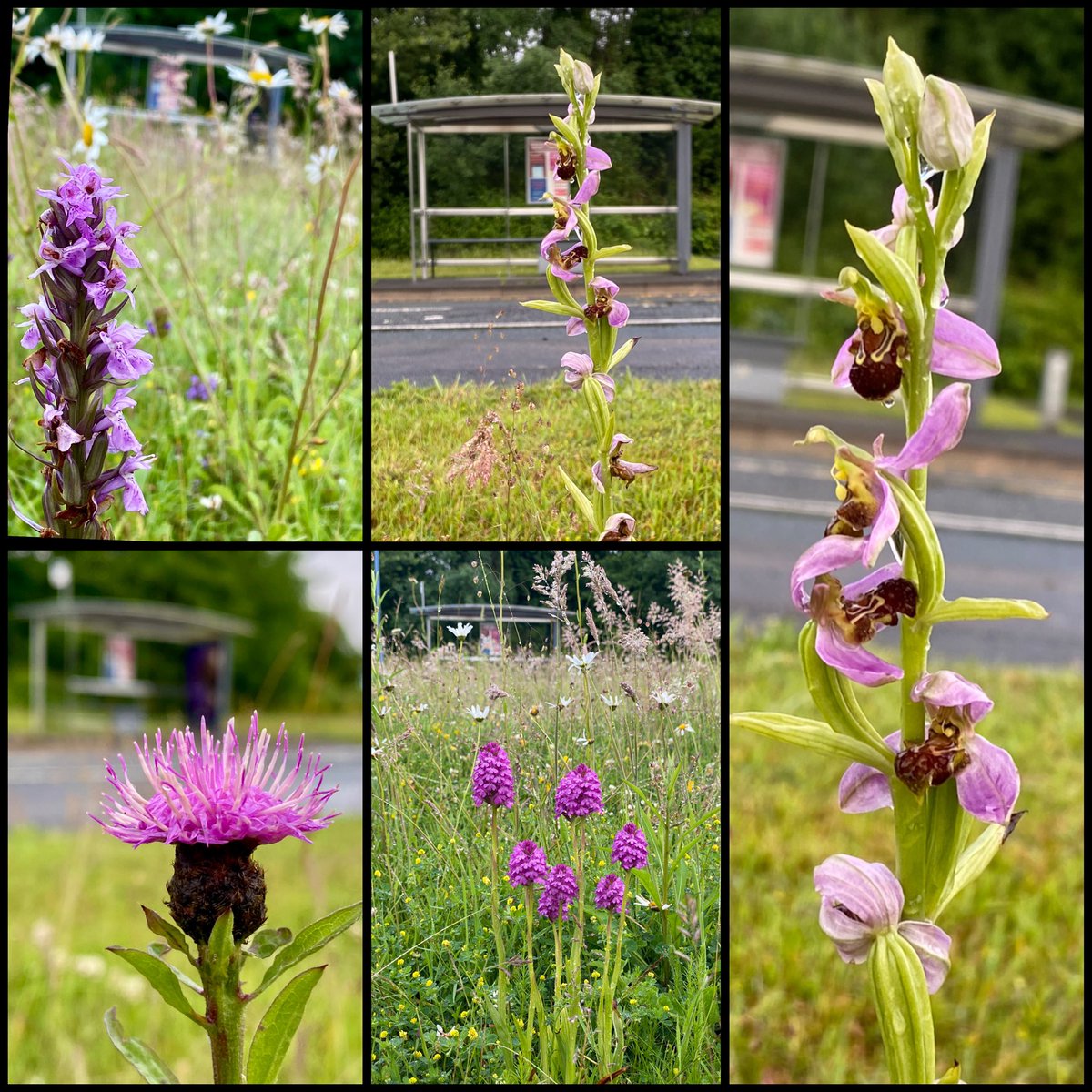 Steve Parsons ๐ (@stevepa46290725) on Twitter photo Back to my favourite bus stop, in Port Talbot, for the #Wildflowerhour #UrbanPlants challenge! <a href="/wildflower_hour/">wildflowerhour</a> Back to my favourite bus stop, in Port Talbot, for the #Wildflowerhour #UrbanPlants challenge! <a href="/wildflower_hour/">wildflowerhour</a>