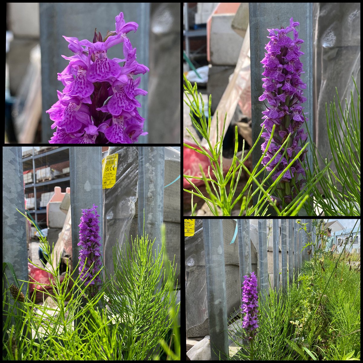 Steve Parsons ๐ (@stevepa46290725) on Twitter photo Orchids in unexpected places (in this case at a builderโs merchant in Neath) for the #Wildflowerhour #UrbanPlants challenge! <a href="/wildflower_hour/">wildflowerhour</a> Orchids in unexpected places (in this case at a builderโs merchant in Neath) for the #Wildflowerhour #UrbanPlants challenge! <a href="/wildflower_hour/">wildflowerhour</a>