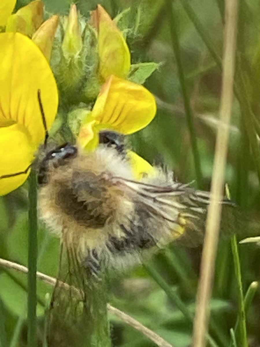 Carder bee and golden birds- foot- trefoil
#wildflowerhour <a href="/wildflower_hour/">wildflowerhour</a>