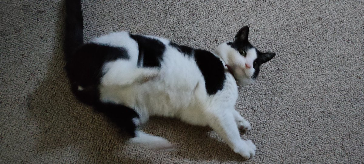 Me evening roll on floor 😹
#Cat #SundayThoughts