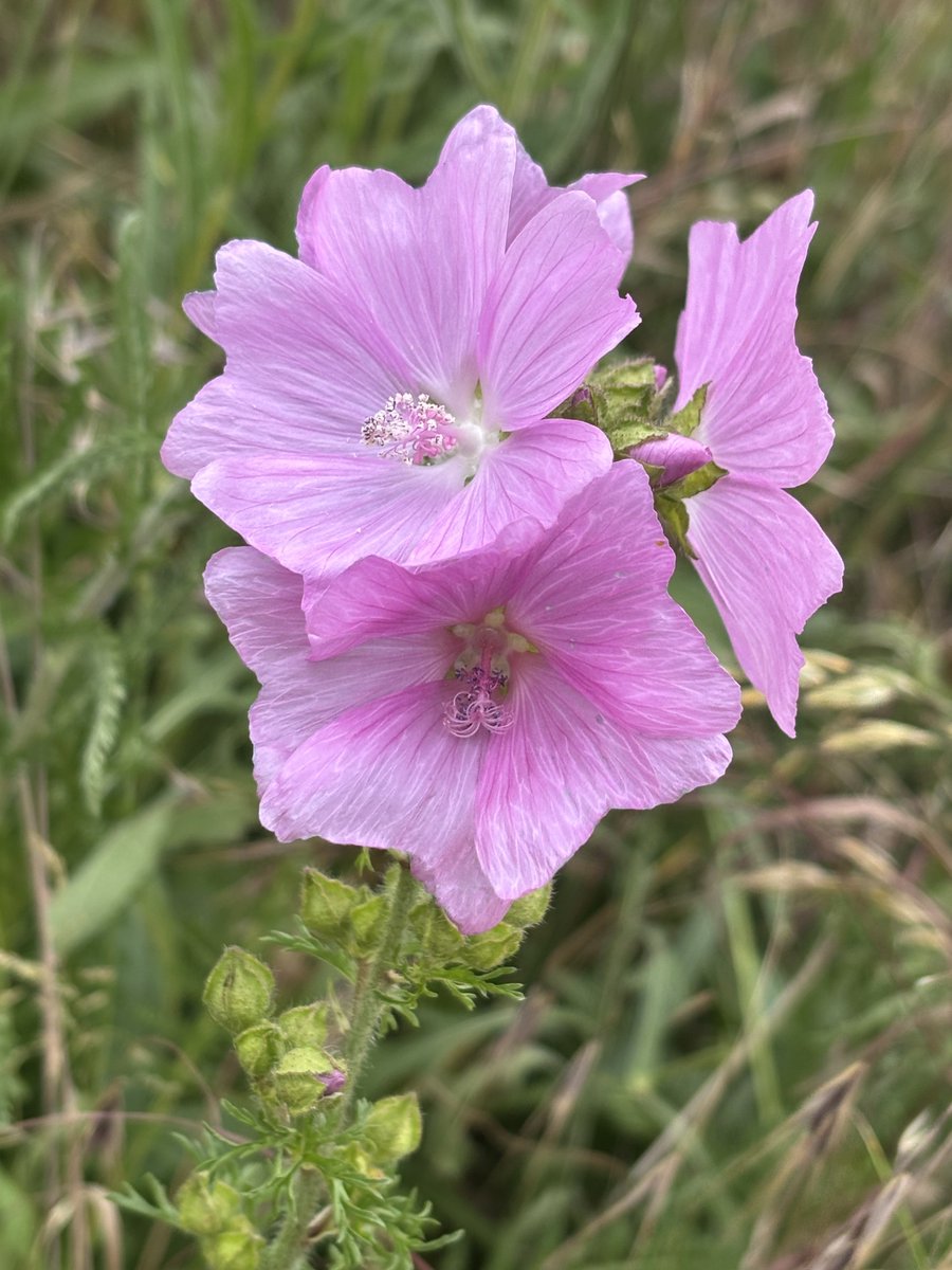 edmondslyn's tweet photo. 3/4 Wildflowers from the streets of Cambridge this week: Common Mallow and Musk Mallow
#WildflowerHour #UrbanPlants #UrbanFlora #CommonMallow #MuskMallow #Mallow https://t.co/qeQgBjAY3k