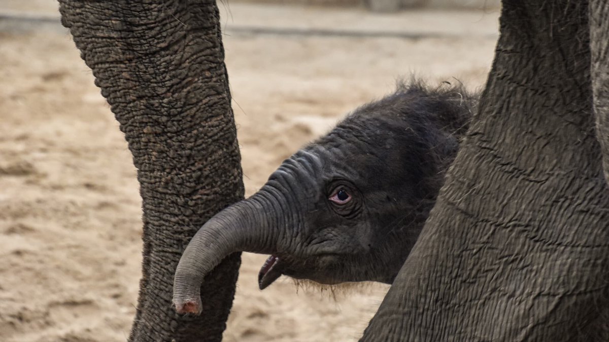 Pairi Daiza: les images de l'éléphanteau né ce samedi dans le zoo
l.bfmtv.com/q0hT