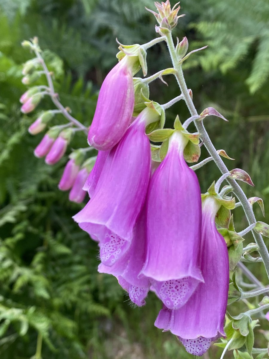 Foxgloves #wildflowerhour 
<a href="/wildflower_hour/">wildflowerhour</a>