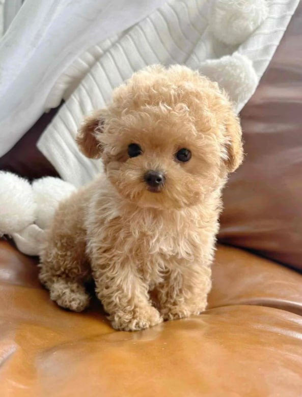 Isla5275687657's tweet image. No matter how old I get, I’ll always need a teddy to hug tight when life feels heavy 🧸🌧️. There’s something timeless about this kind of comfort. #TeddyMagic #CuddleTherapy