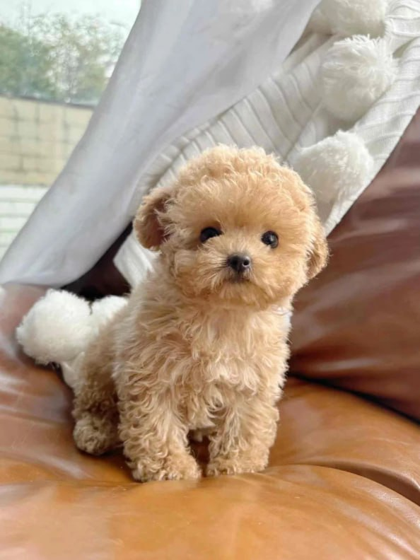 Isla5275687657's tweet image. No matter how old I get, I’ll always need a teddy to hug tight when life feels heavy 🧸🌧️. There’s something timeless about this kind of comfort. #TeddyMagic #CuddleTherapy