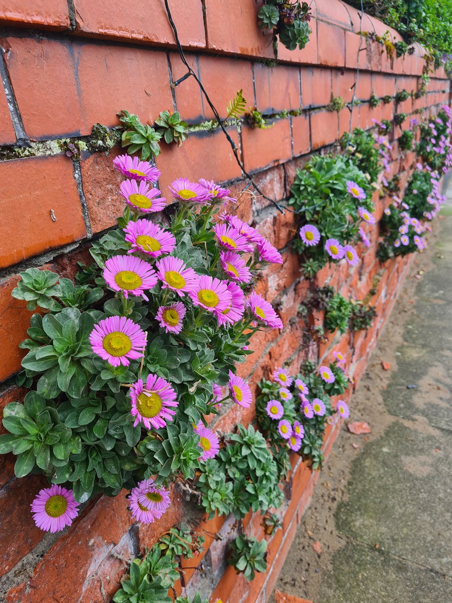 SusanCu1927's tweet photo. #urbanplants for #Wildflowerhour @BSBIbotany https://t.co/uLcMZ7pTfn