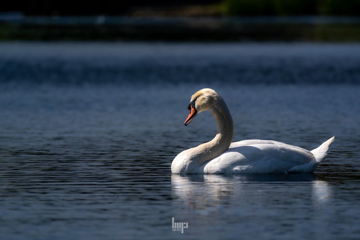 Very very late today but let’s celebrate #Swanday 🦢🤍 share your beautiful swans with me… Rt all 🤍