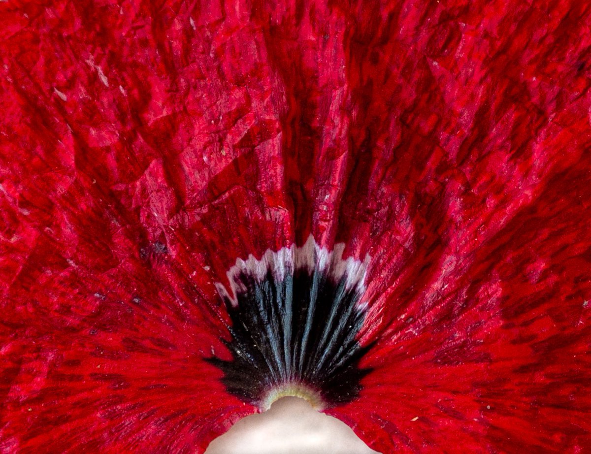 The Eye of Sorrow 
#Redline