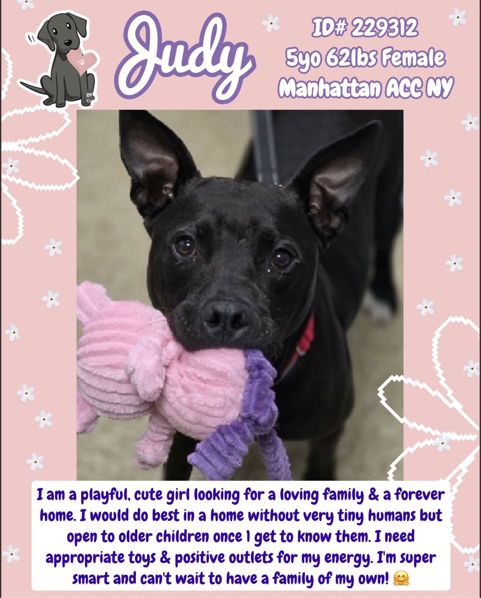 BEAUTIFUL JUDY 🥰 NEEDS A LOVING HOME 💗🏡 
JUDY 🌺   #229312   5yr old Girl 🌺 NYCACC 
She's absolutely gorgeous 🥰 Adorable and very 
playful a sweet loving soul 💗 She's very smart 
and loves toys!! She deserves a good home to 
last forever 💗🏡 
#Adopt
#Foster
#Pledge4Rescue
