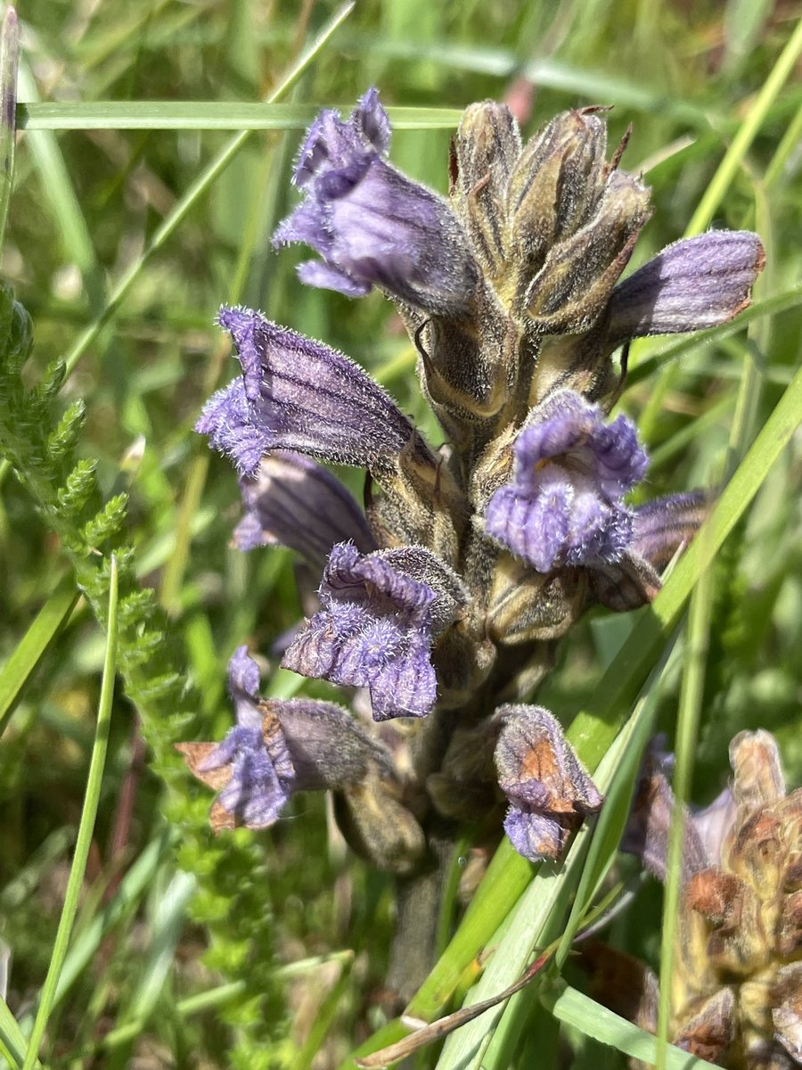 Yorkshire Lass 🐾🏊🏻‍♀️☕️🍰 tweet media